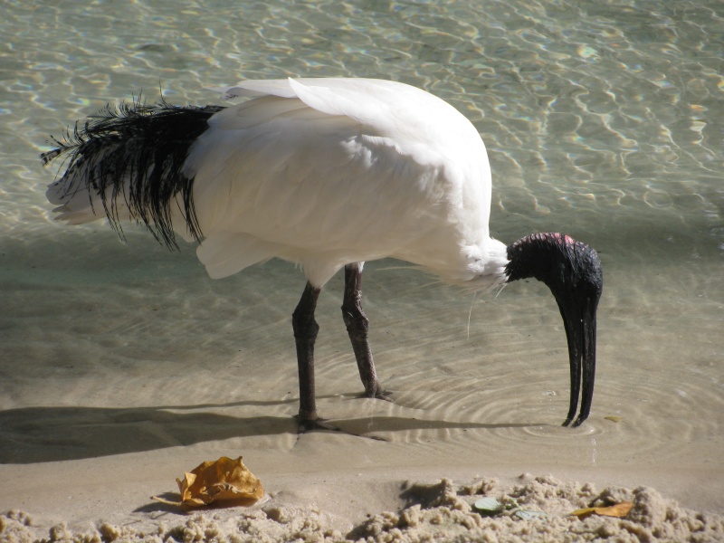 ird