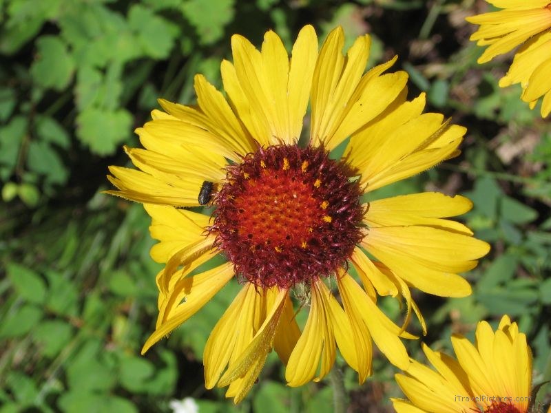 Waterton national park flower flowers yellow