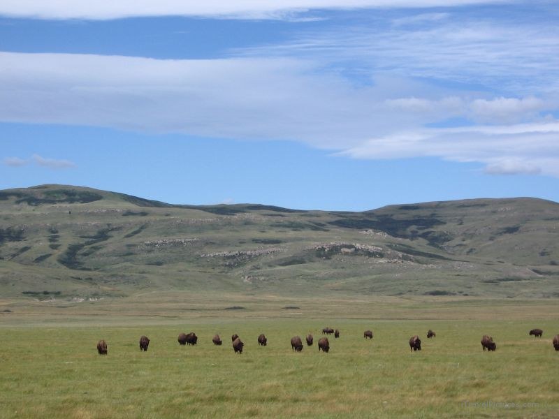 Bison buffalo