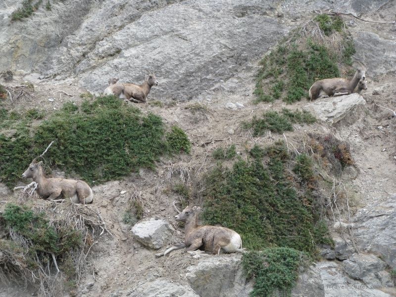 Jasper national park bighorn sheep