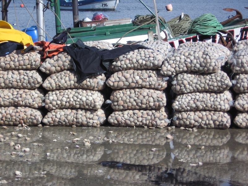 QuellÃ³n bags of oyster oysters shellfish
