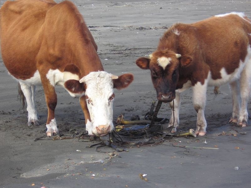 ChiloÃ© national park cow cows eating