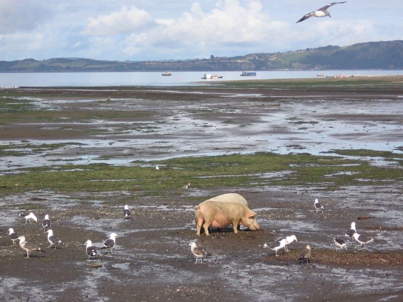 Isla Quinchao pigs eating seagull seagulls pig