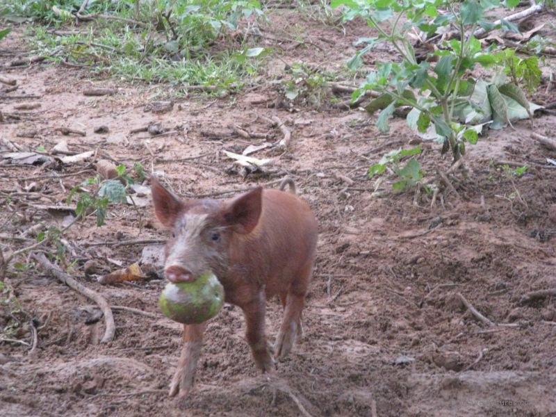 Viñales pig carrying avocado