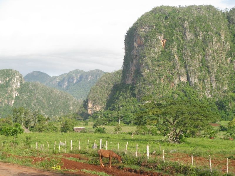 Viñales horse mogotes mogote cliff