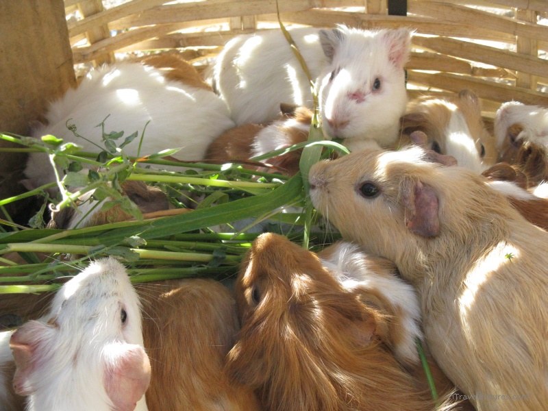 Otavalo guinea pig market eating