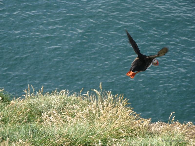 Heimaey puffin flying cliff