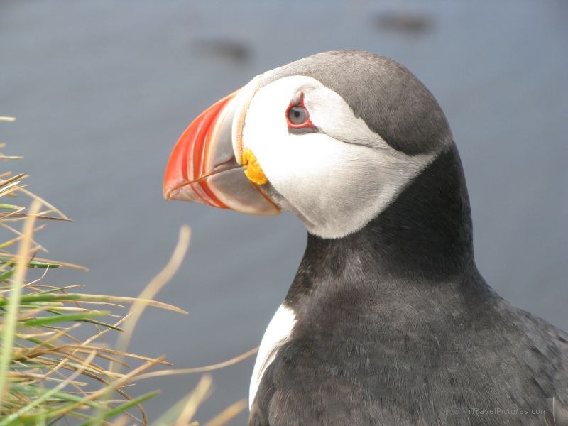 Latrabjarg puffin bird