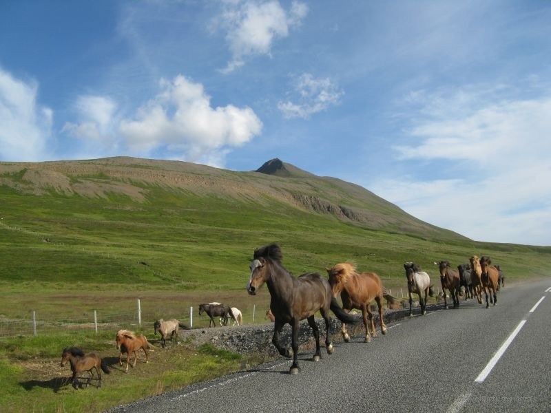 Trollskagi horse horses road highway