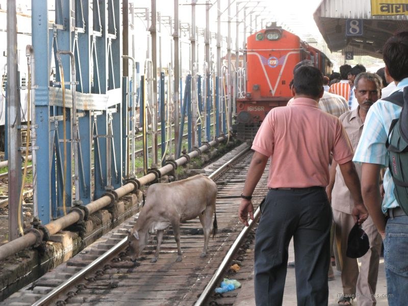Varanasi cow tracks train