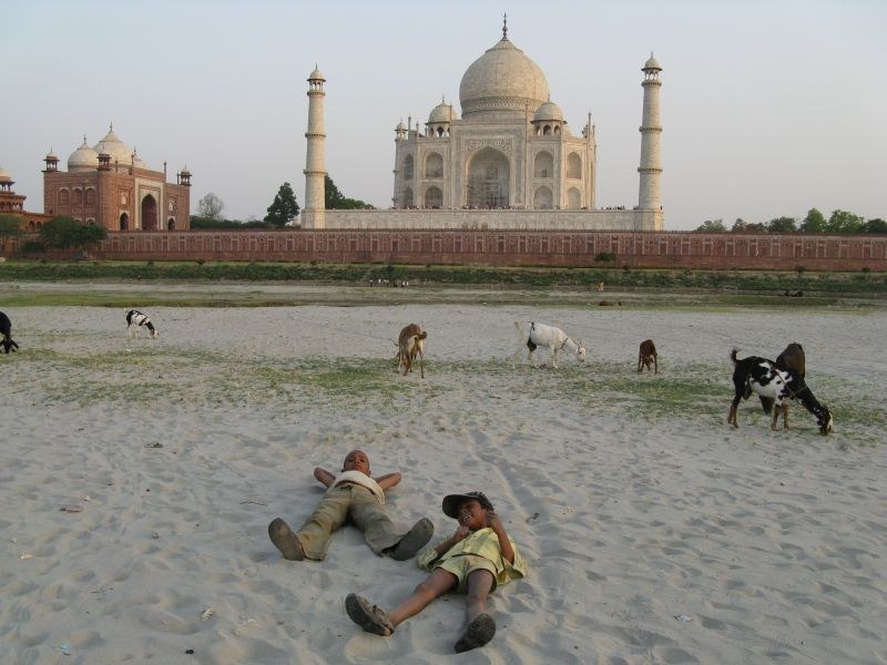 Agra Taj Mahal boys goat boy goats sand