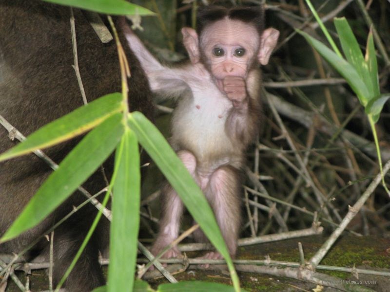 Kumily baby monkey  sucking thumb