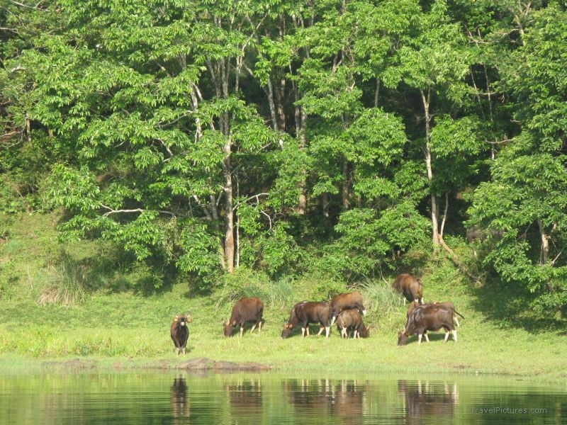Periyar wildlife sanctuary