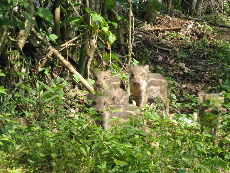 Periyar wildlife sanctuary pigs pig