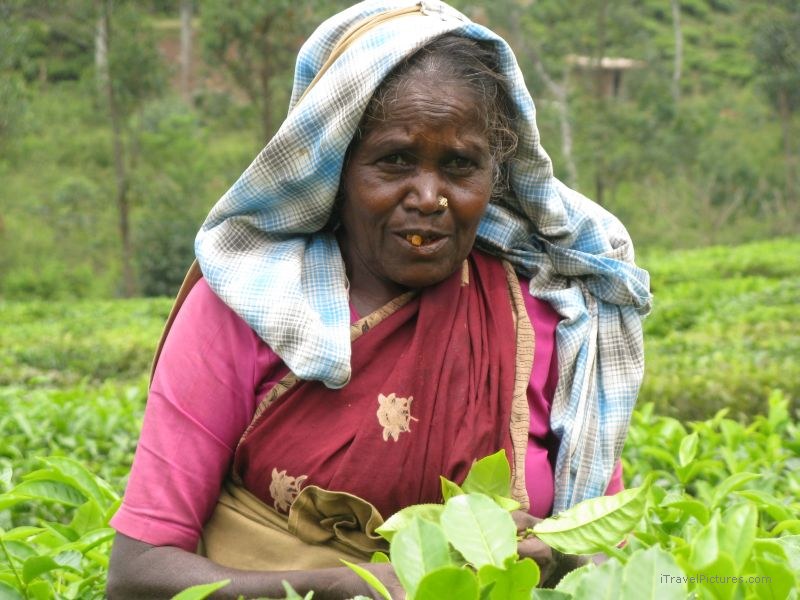 Kumily tea fields woman