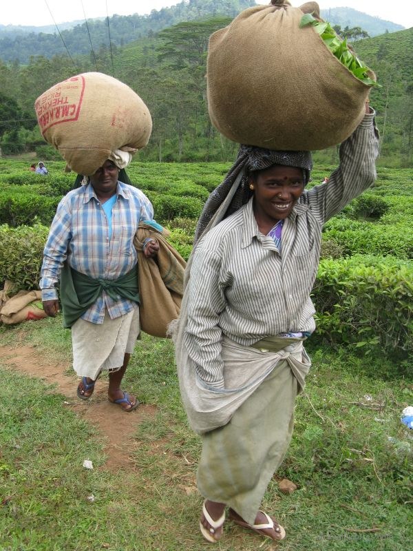  Kumily tea fields carrying smile smiling