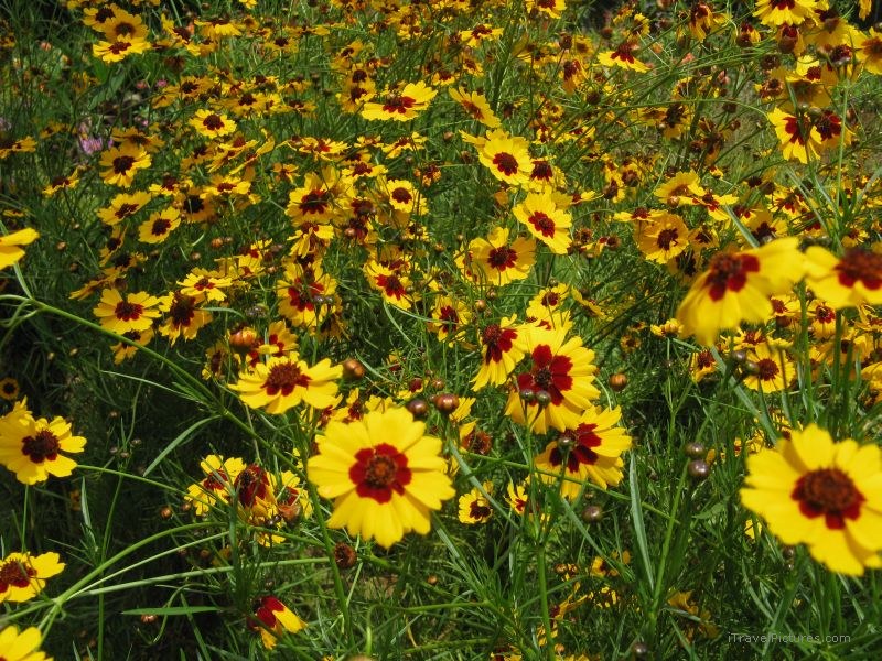 Kumily flowers