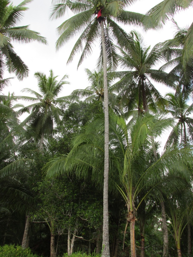 ree climbing tall coconut palm