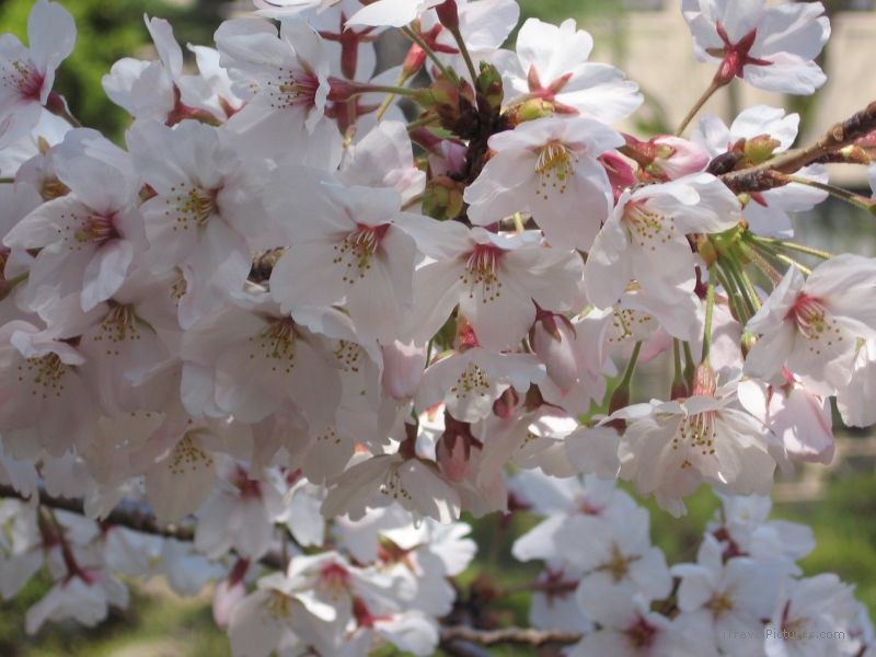 Nishinomiya cherry blossoms flower flowers