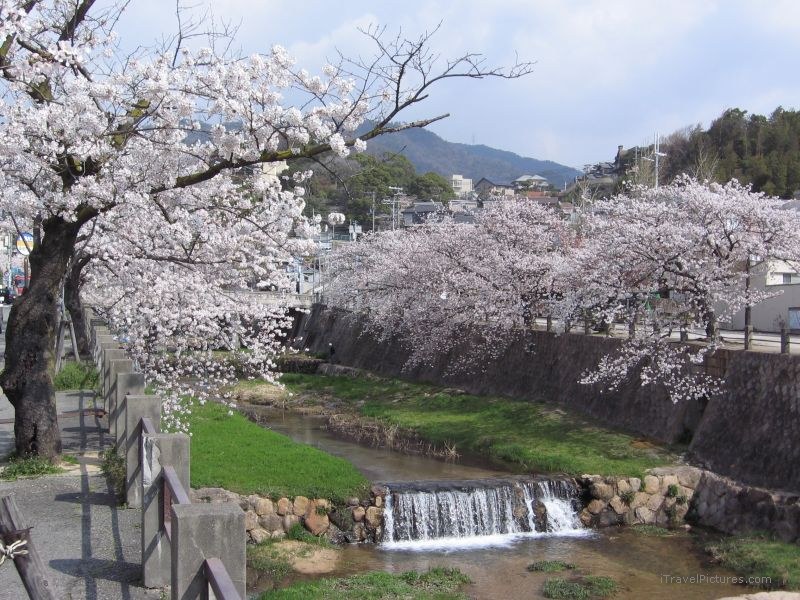 Nishinomiya cherry blossoms tree trees river