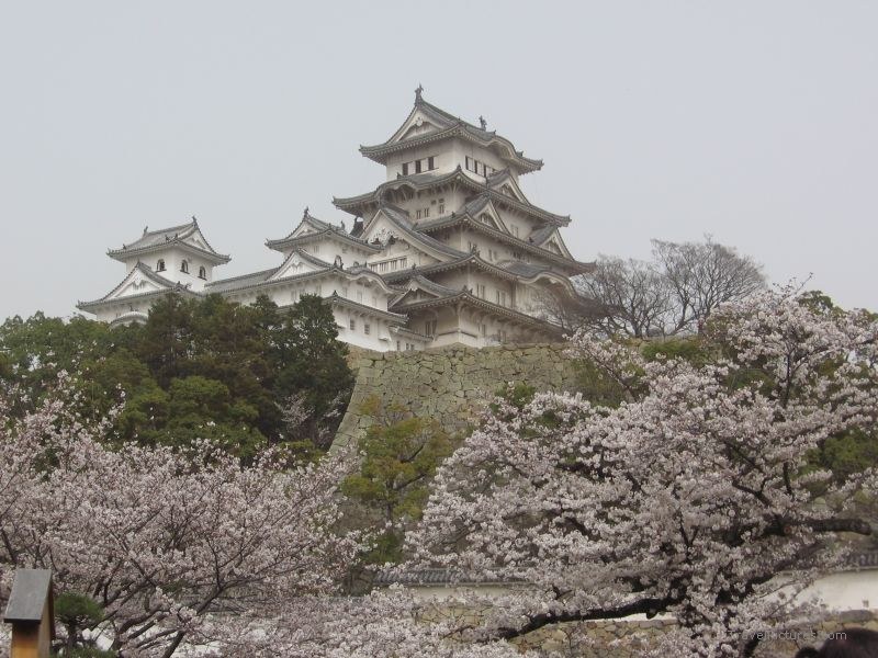Himeji Himeji castle cherry blossom tree trees