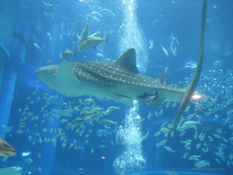 Osaka whale shark Osaka aquarium