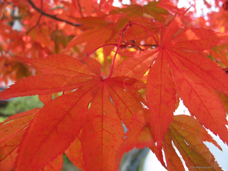 eaf leaves autumn