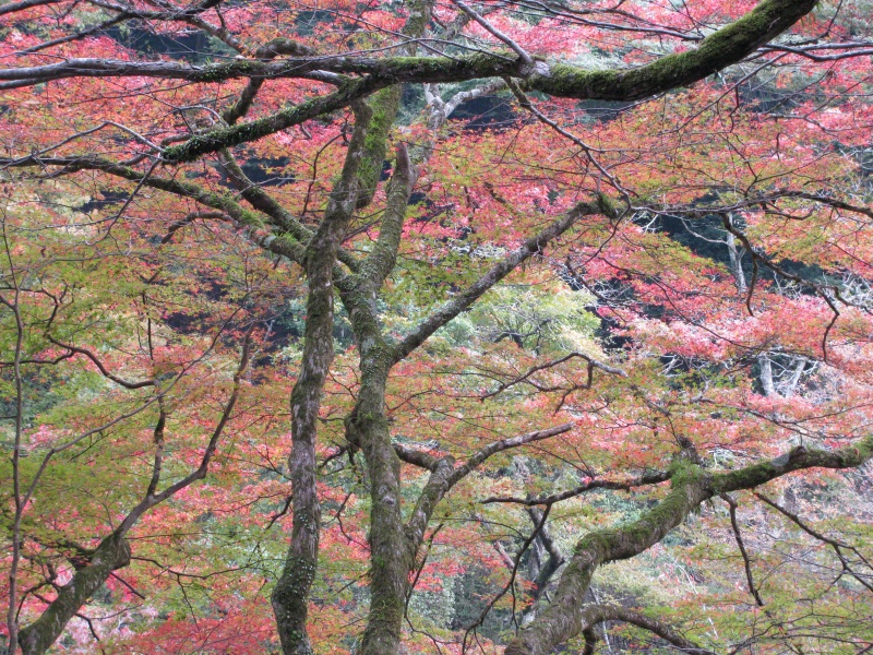 ree trees autumn fall leaf leaves Kurama