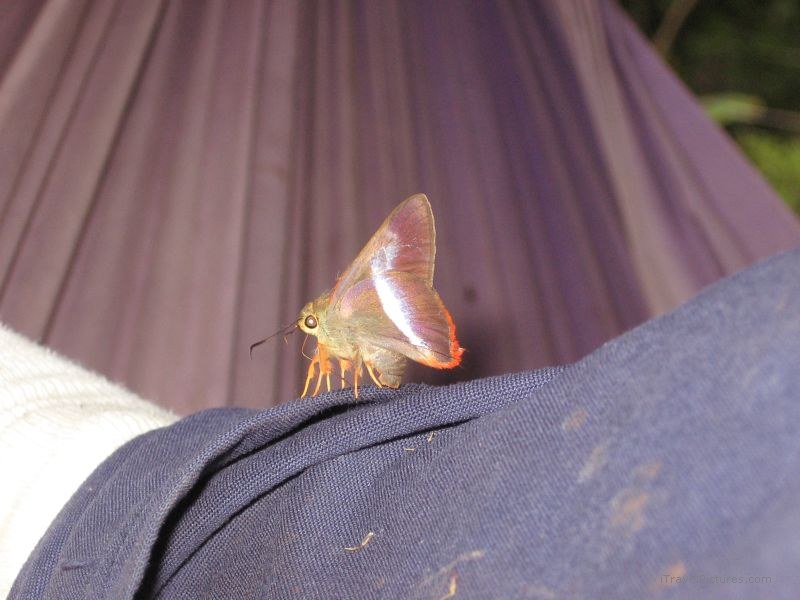 Ba Na butterfly