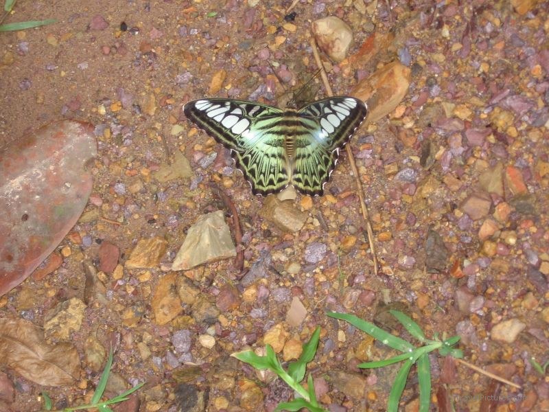 butterfly