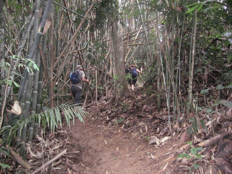 Gibbon Experience Bokeo Nature Reserve bamboo path trail