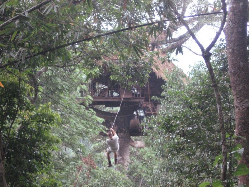 Gibbon Experience treehouse zipline tree trees forest