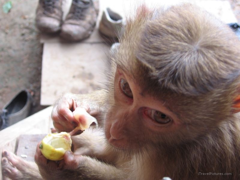 monkey eating lemon