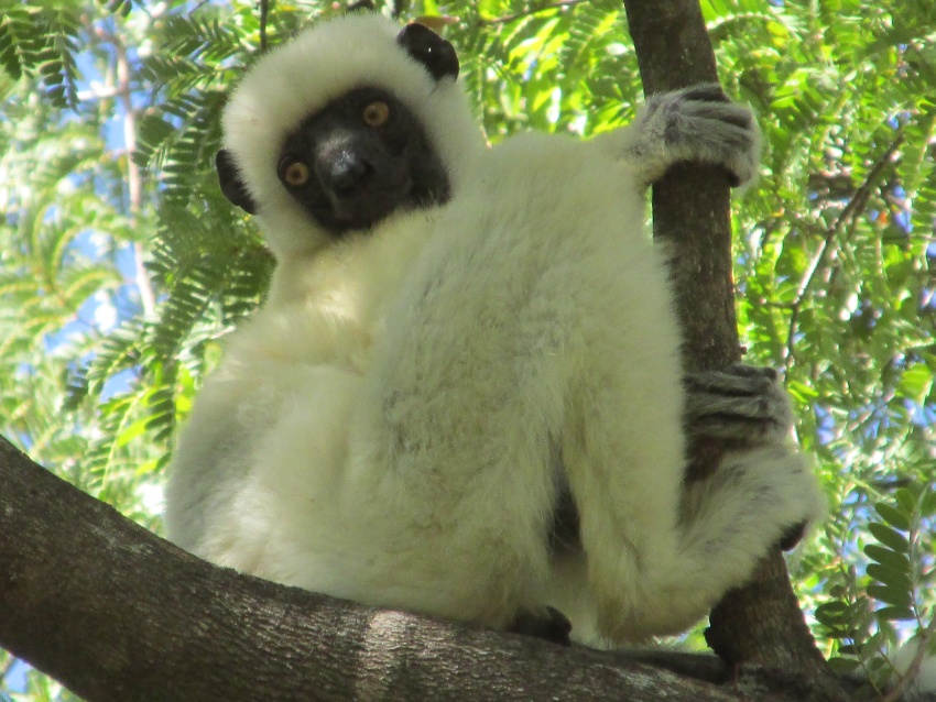 emu white