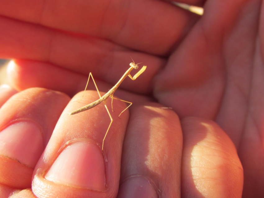 mall insect mantis finger fingernail