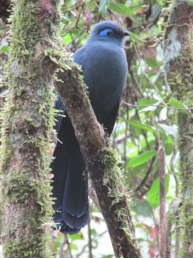 lue bird