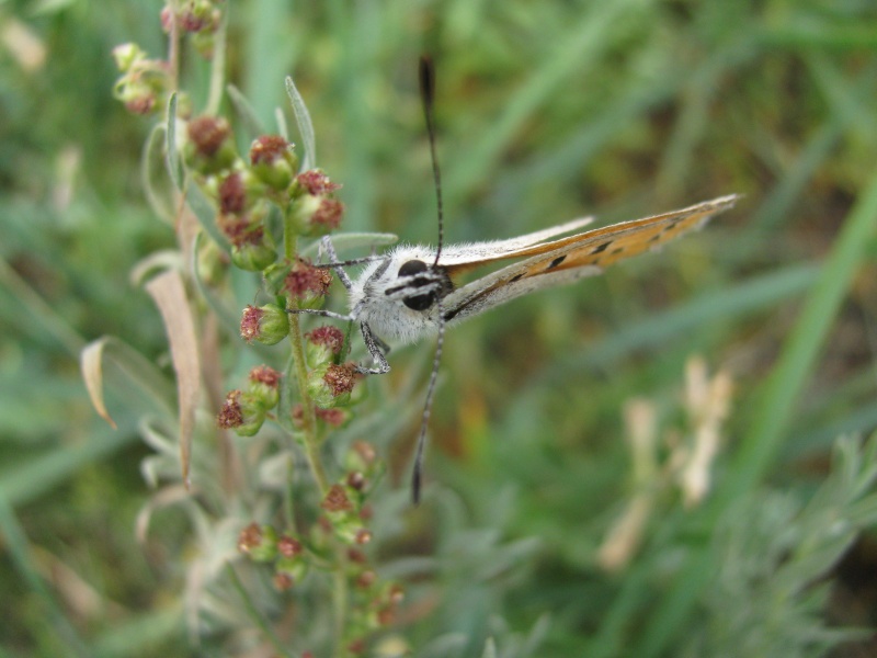 utterfly