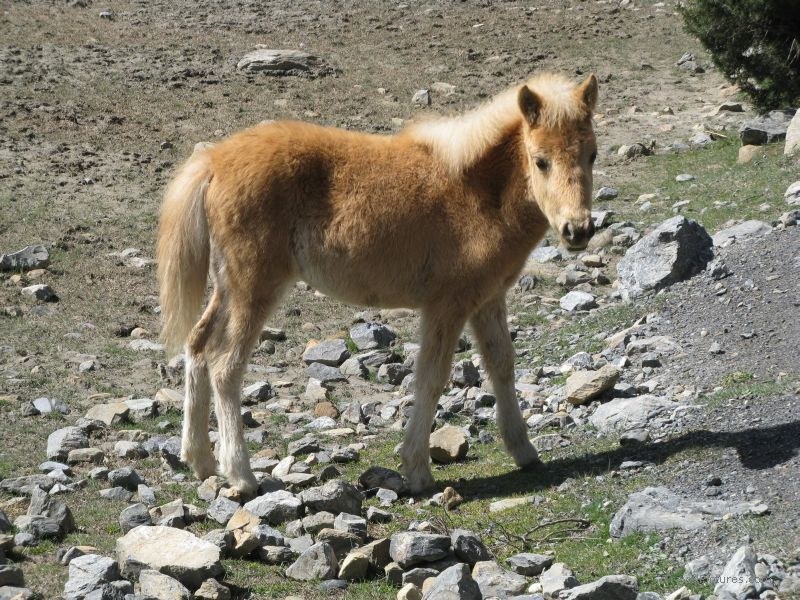 Jomsom trek pony horse