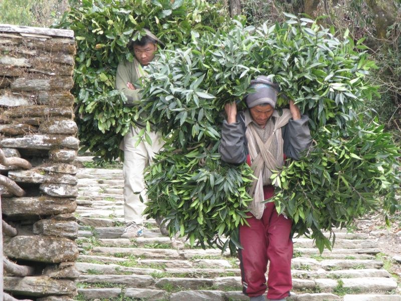 Jomsom trek carrying porter porters men man stairs stair leaf leaves