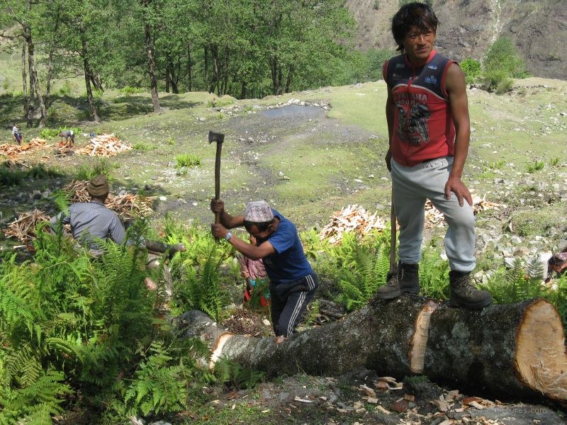 Chaliss men cutting firewood chopping tree wood