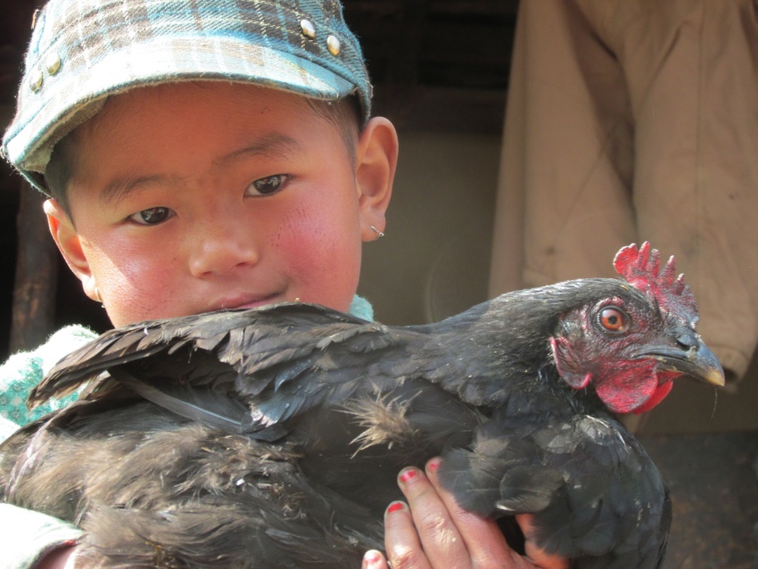 hicken boy holding