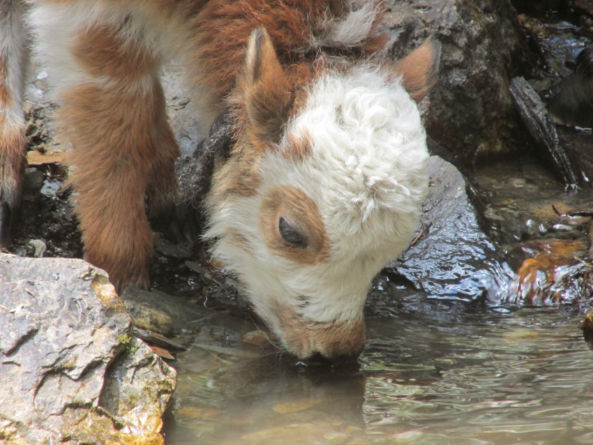 ak drinking water brown