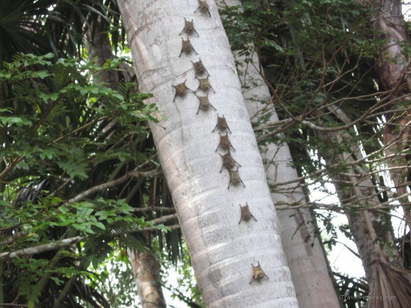 bat bats tree