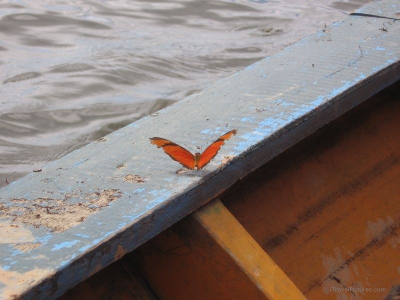 butterfly