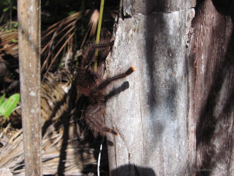 tarantula spider