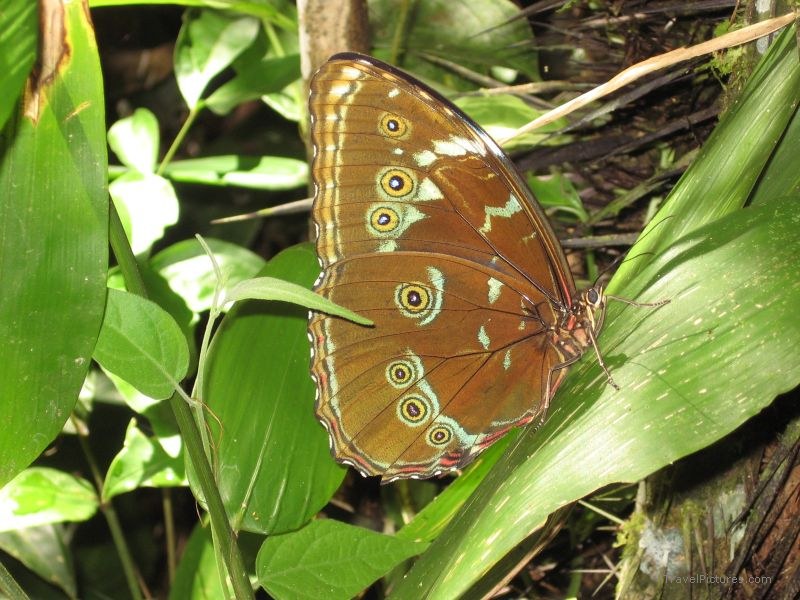 butterfly leaf leaves