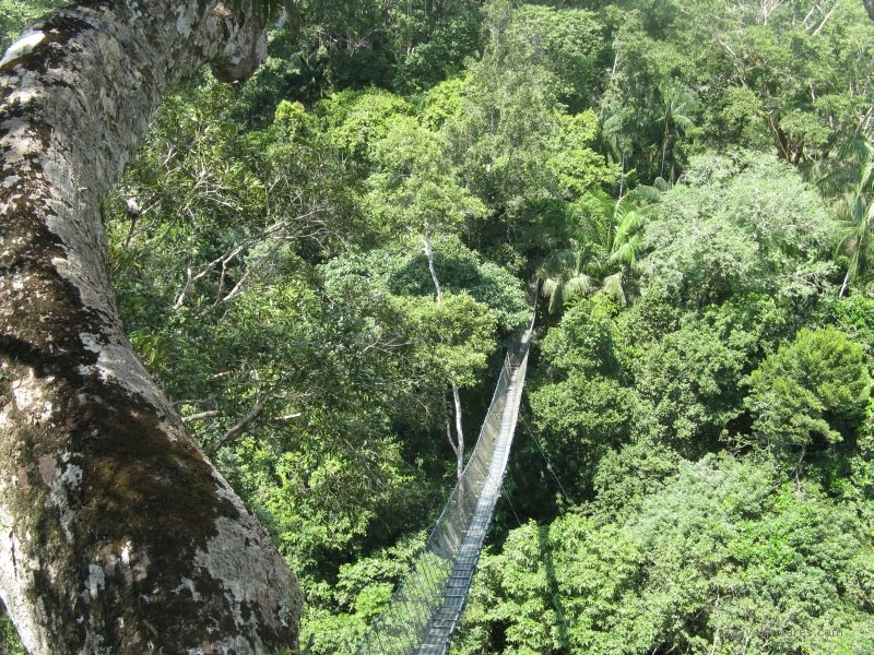 Taricaya Research Center canopy walk bridge