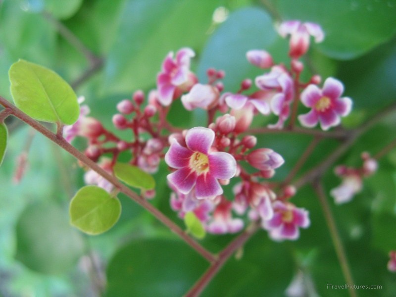 flowers flower pink