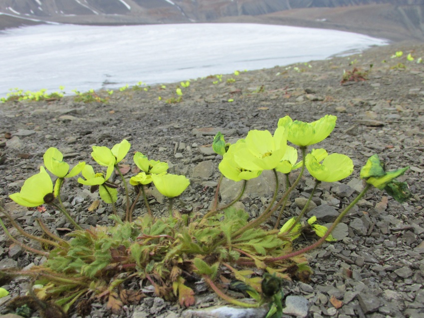 ellow flower