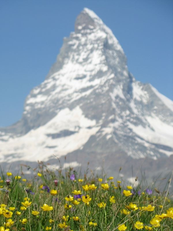 Zermatt Matterhorn flower flowers mountain